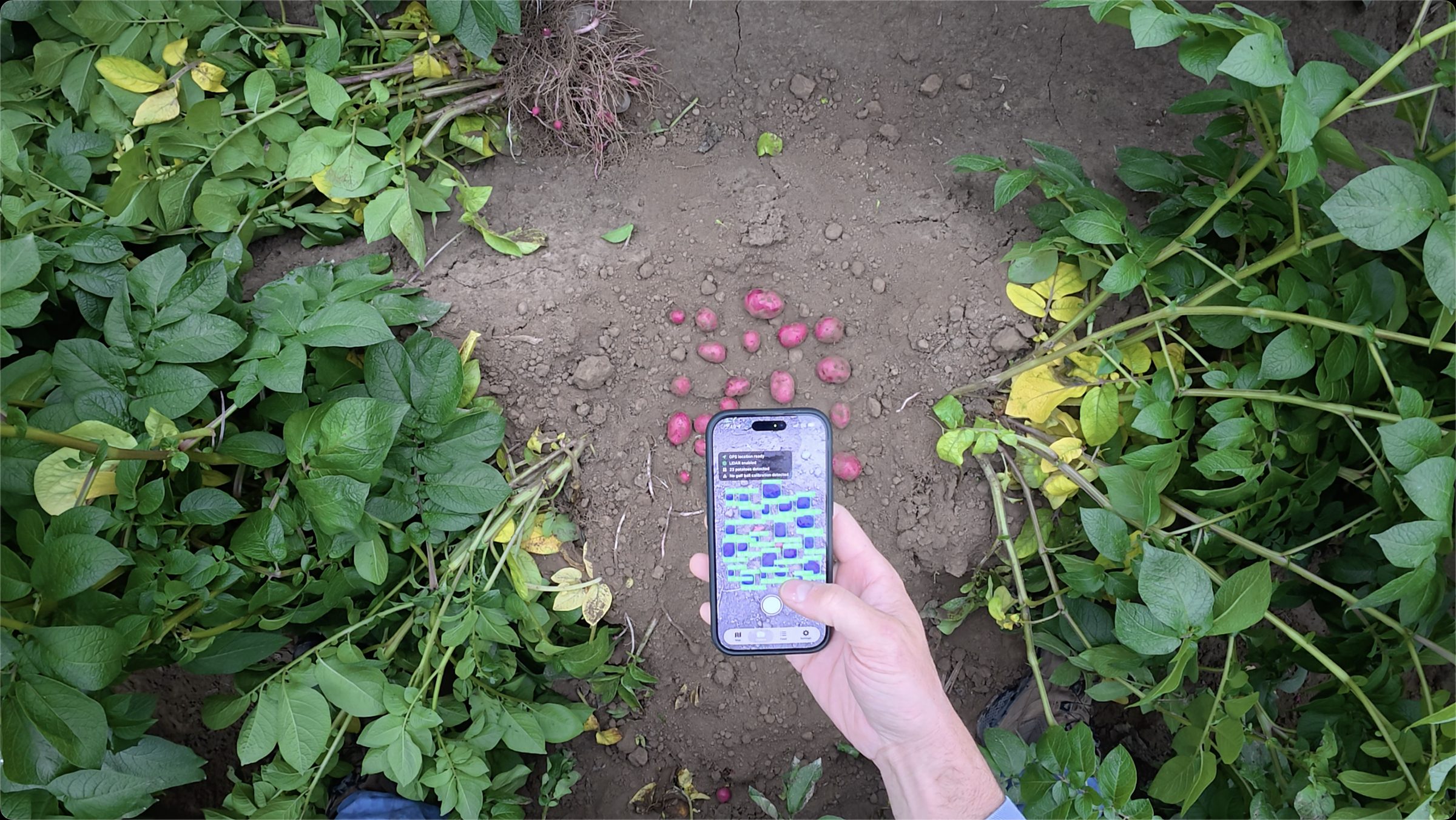 A grower in the field using the Spud DB app to size freshly dug red potatoes, with live AI detection boxes on screen