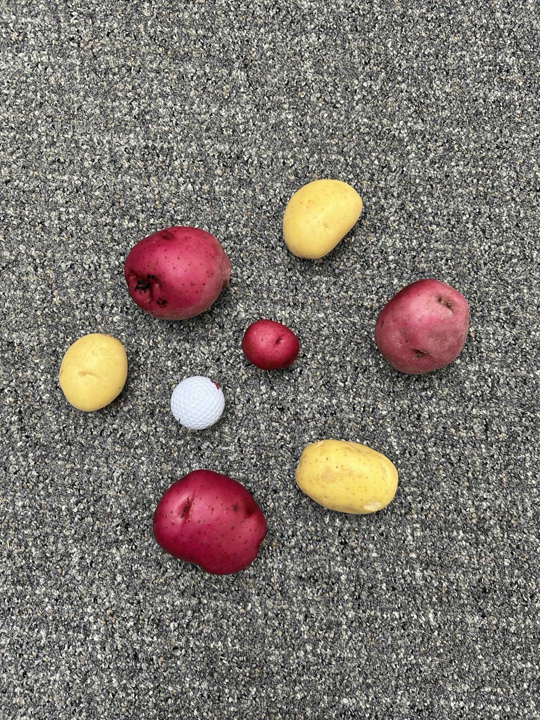Mixed red and Yukon Gold potatoes with a golf ball for scale